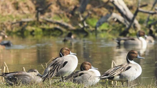 Close up shot of Northern pintail or Anas acuta family and gadwall or Mareca strepera water birds at keoladeo ghana national park or bharatpur bird sanctuary rajasthan india