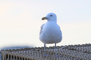 Möwe auf Strandkorb