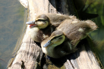 Mallard ducklings sitting on tree trunk in water. Two baby birds at summer lake