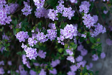 Obraz premium Purple color lantana flower stock