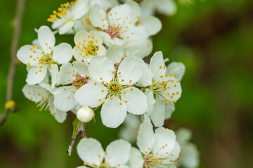 Obraz na płótnie Canvas Cherry plum flowers. Blooming cherry plum. A blossoming white flower. White Flowers Tree Spring White Flowers Green Background 