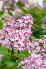 Lush branches of lilac and green leaves