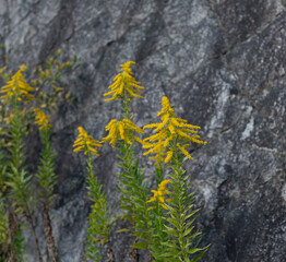 yellow color flower Solidago altissima