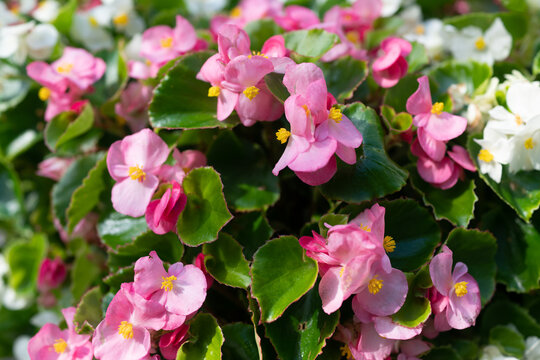 Pink begonia flowers close up