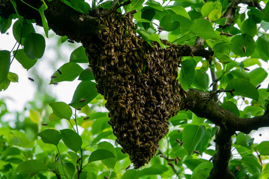 Swarm Image
