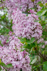Lush branches of lilac and green leaves