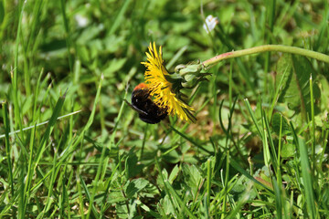 A fluffy bumblebee in yellow pollen collects nectar from a dandelion on a green lawn, direct sunlight.