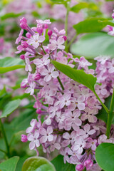 Lush branches of lilac and green leaves