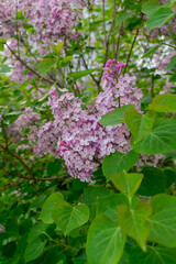 Lush branches of lilac and green leaves