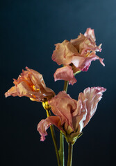 dried eustoma flowers on a black background. A greeting card. Aesthetics