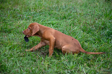 puppy in the grass