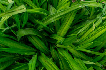 Many juicy green long leaves
