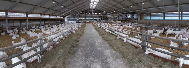 Goats at goat farm Netherlands. Agriculture.