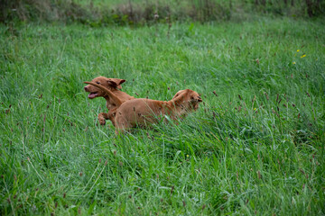 Fototapeta na wymiar dogs in the grass
