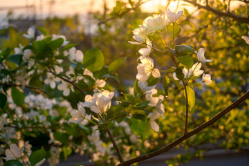 White fruit flowers on a tree in the light of the sun
