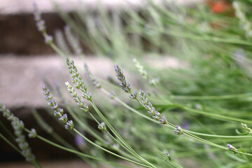 Lavender flowers growing in a garden. Selective focus.