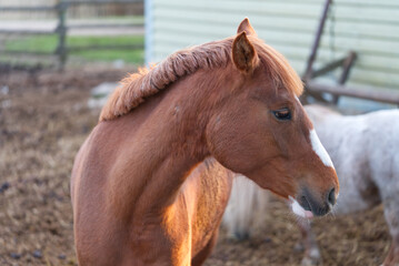 Brown horse in the stable close-up in a sunny day in Estonia