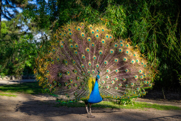 Obraz premium peacock with feathers