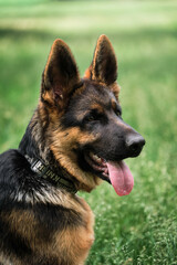 Young thoroughbred dog. Puppy for desktop screensaver or for puzzle. Charming black and red German Shepherd puppy sits in green grass and looks carefully to side with its tongue sticking out.