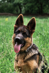 Portrait of charming black and red German Shepherd puppy sits in green grass and smiling with its tongue sticking out. Cute young purebred teen dog. Puppy for desktop screensaver or for puzzle.