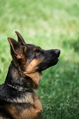 Young thoroughbred dog. Puppy for desktop screensaver or for puzzle. Charming black and red German Shepherd puppy sits in green grass and carefully looks away with pricked ears.