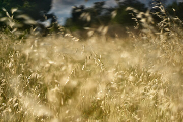 wheat field in the wind