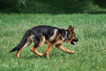 Charming black and red German Shepherd puppy walks on green grass and carefully looks away with pricked ears. Young purebred dog on walk in park on hot summer day. Walk with dog and breathe fresh air.