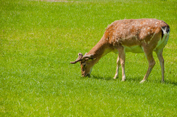 Hannover Tiergarten
