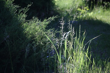 Sunlit grass in the garden near a green ornamental bush