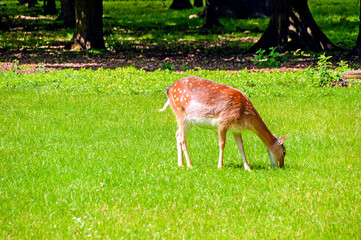 Hannover Tiergarten