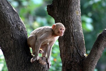 monkey on tree