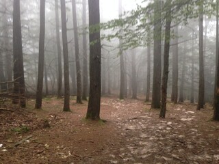 forest in fog