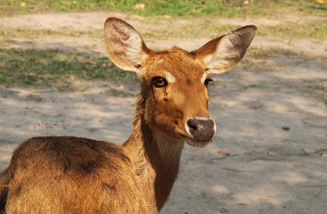 Portrait of Thai deer