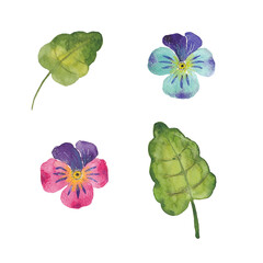 Paint set of hand-drawn watercolor pansies flowers on a white background. Use for menus, invitations, wedding