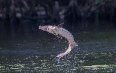 Wild Adult Gulf sturgeon - Acipenser oxyrinchus desotoi - jumping out of water on the Suwannee river Fanning Springs Florida.  photo 2 of 4 in a series