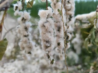 Pollenallergie