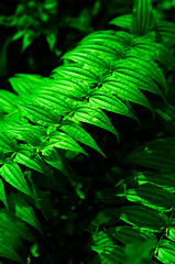 textured leaves of grass in a wild forest