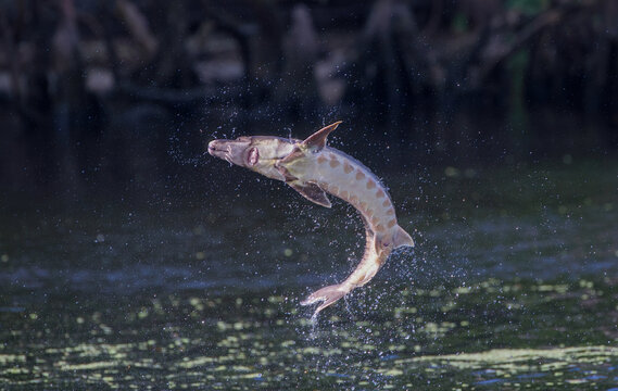 Wild Adult Gulf Sturgeon - Acipenser Oxyrinchus Desotoi - Jumping Out Of Water On The Suwannee River Fanning Springs Florida.  Photo 2 Of 4 In A Series