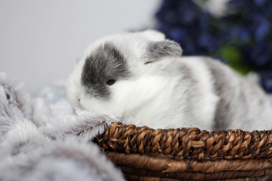 Baby Holland Lop Bunnies BEW Magpie Blue Eyes
