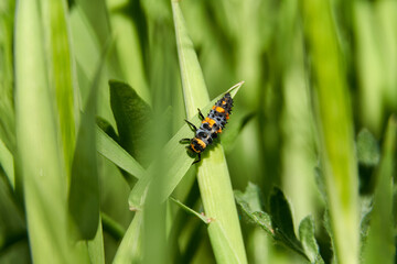 A macro shot of the larva of a seven spot ladybird (Coccinella septempunctata) seen in June.