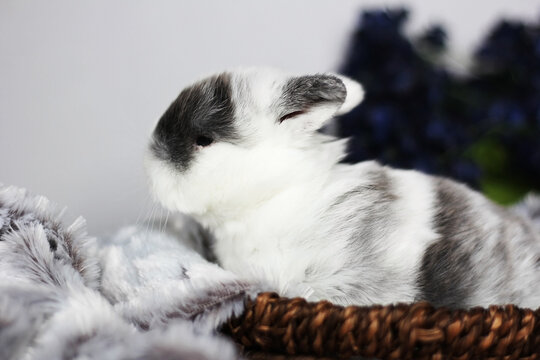 Baby Holland Lop Bunnies BEW Magpie Blue Eyes
