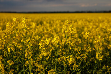 Blooming rapeseed flower against cloudy sky.