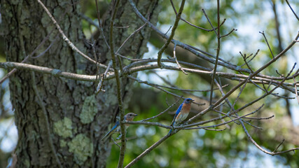 Beautiful wild life in our back Yard
