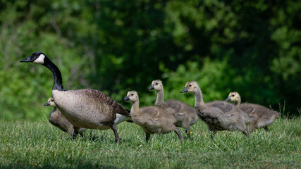 Beautiful wild life in our back Yard
