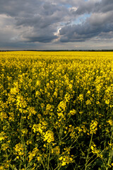 Obraz premium Blooming rapeseed flower against cloudy sky.