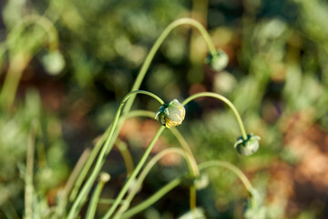 Flowering of daisies or marguerite. Oxeye daisy, Leucanthemum vulgare, Daisies, Dox-eye, Common daisy, Dog daisy, Moon daisy. Wildflower