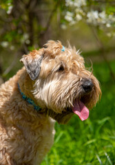Irish soft coated wheaten terrier. Portrait of a fluffy dog on a background of cherry blossoms.