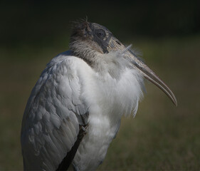 adult wood stork Mycteria americana resting calmly with feathers blowing in the breeze with grassy bokeh background, sleepy eyes
