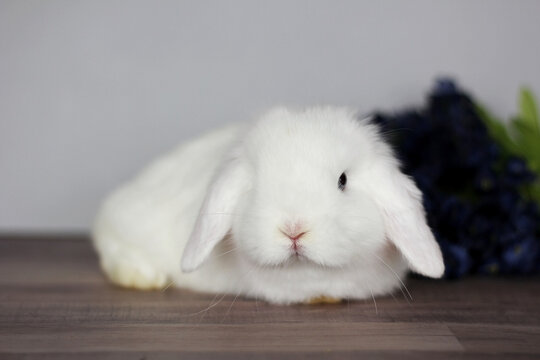 Baby Holland Lop Bunnies BEW Magpie Blue Eyes
