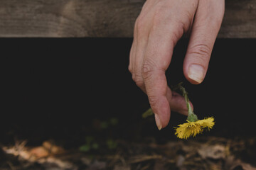 Fototapeta premium Matte. A relaxed female brush hanging from a wooden board, a yellow flower hangs gently from the tip of the fingers.